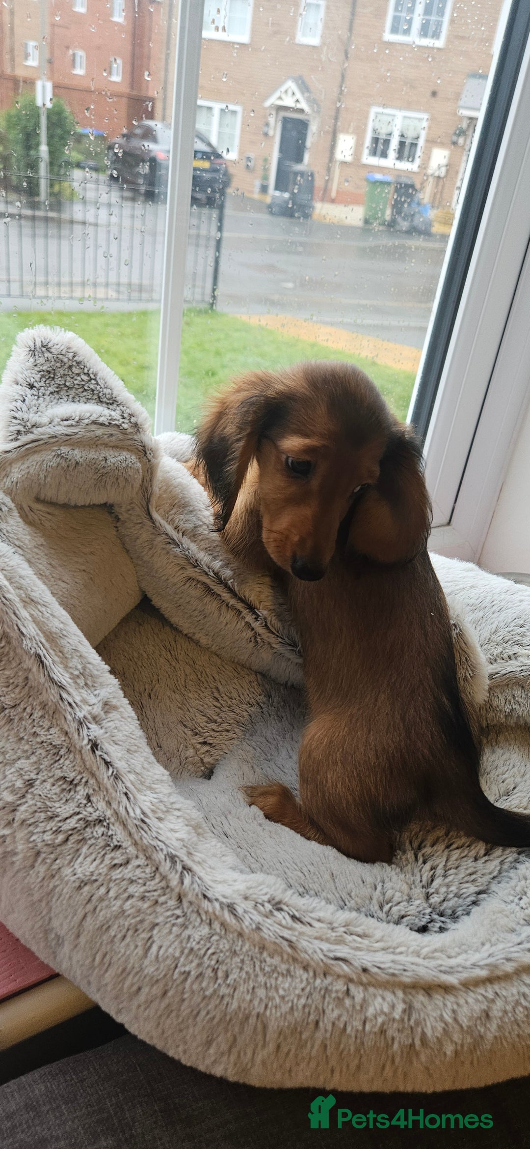Miniature Dachshund dogs for sale: Ready now 🩵🩵🩵🩷 - Advert 18