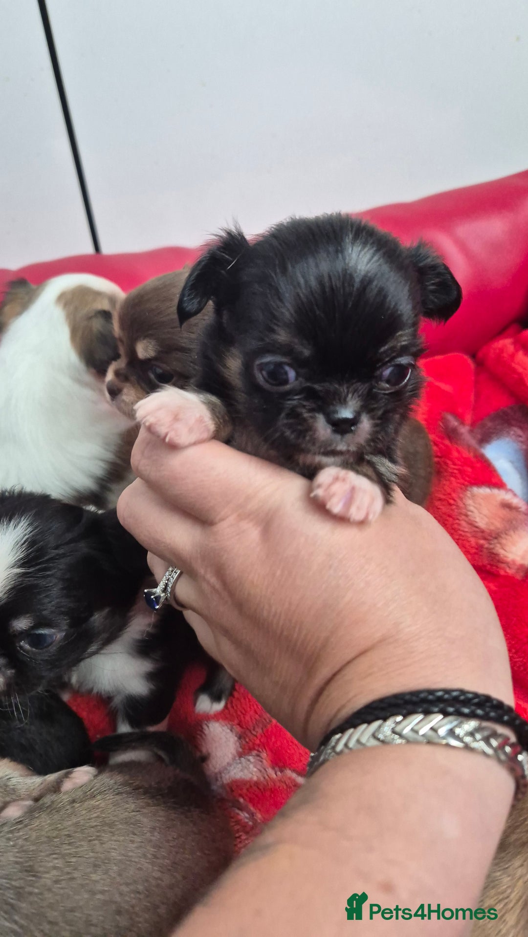 Chihuahua dogs for sale: KC registered Chihuahua puppies  - Advert 19
