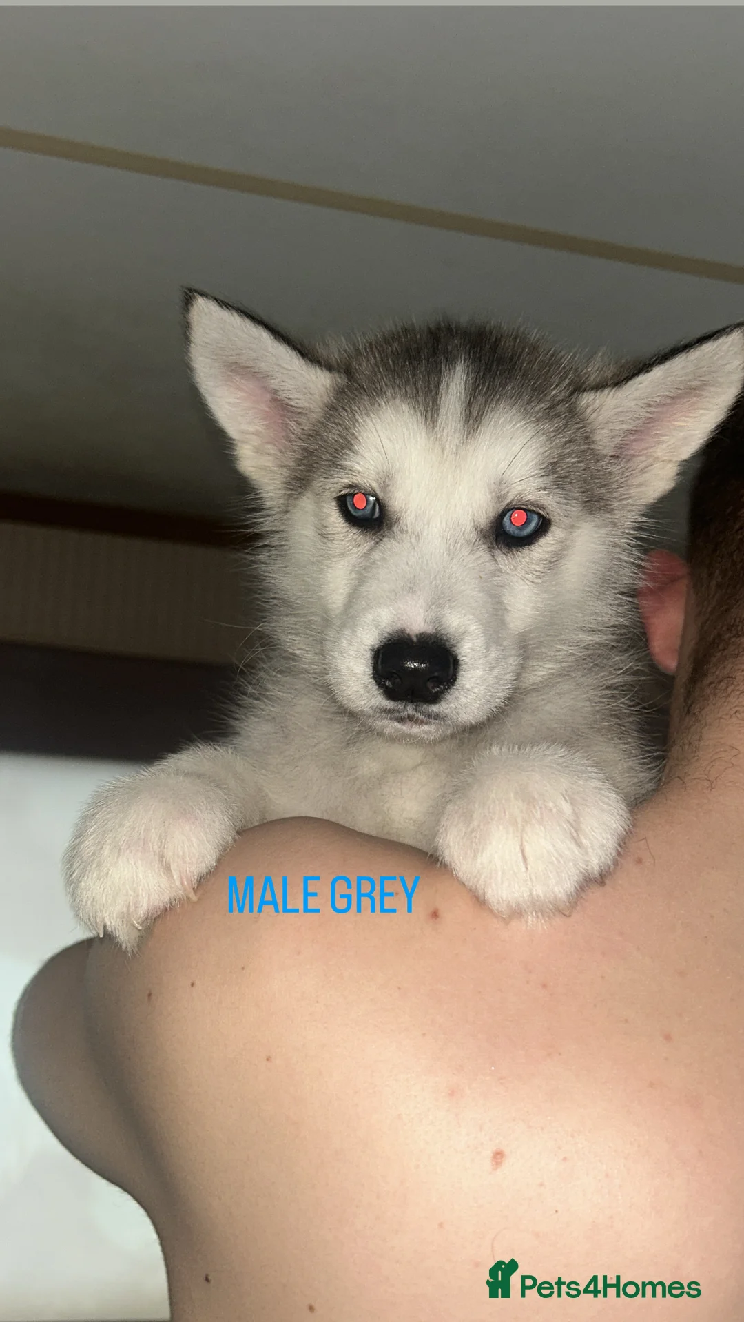 Siberian Husky dogs for sale: PURE SIBERIAN HUSKY PUPPIES  - Advert 6
