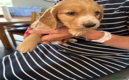 Cocker Spaniel dogs for sale: Cocker spaniel puppies for sale  - Image 5