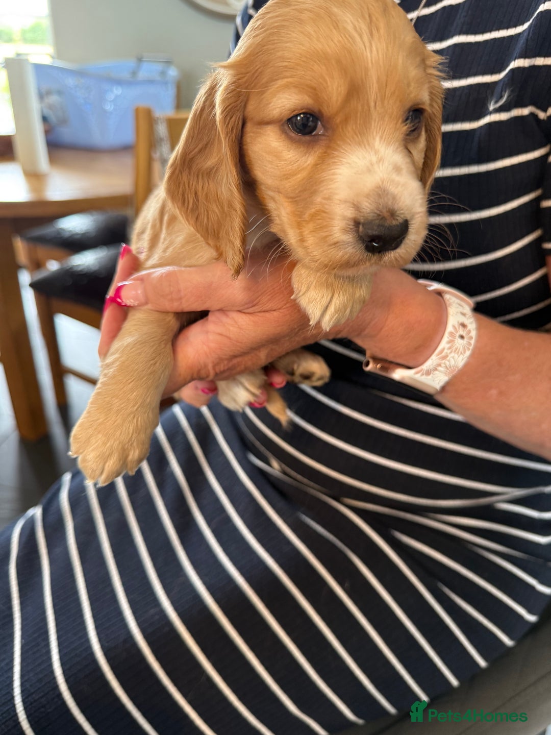 Cocker Spaniel dogs for sale: Cocker spaniel puppies for sale  - Image 5