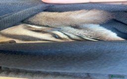 Sugar Glider rodents for sale: breeding pair of sugar gliders  - Image 7