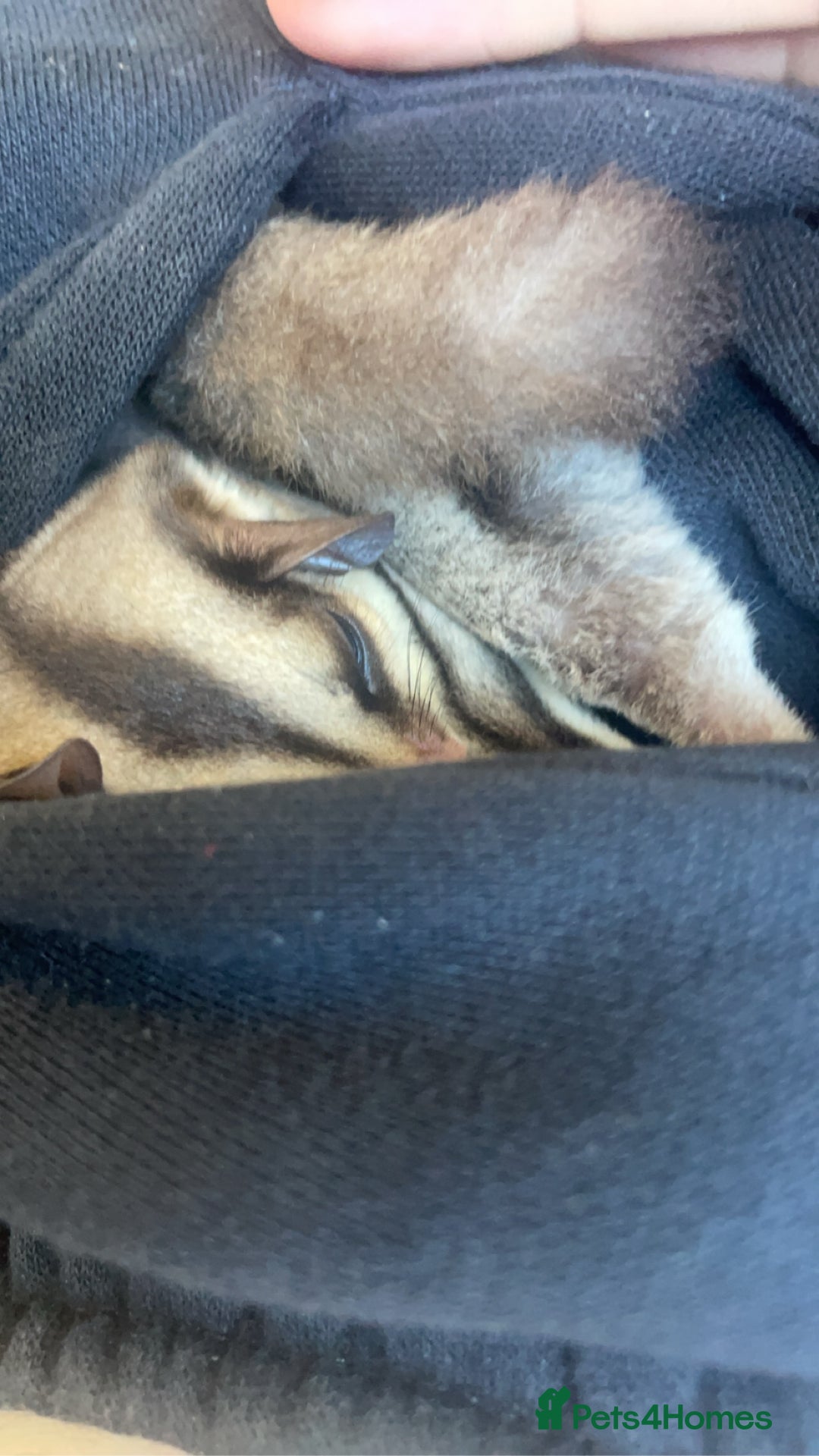 Sugar Glider rodents for sale: breeding pair of sugar gliders  - Image 7