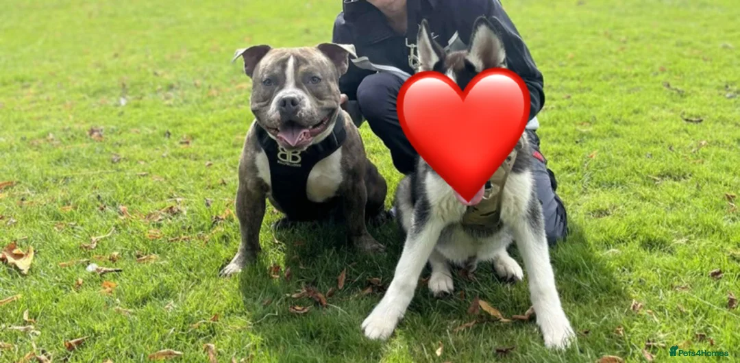 American Bully dogs for stud: Diesel 🐶 - Advert 1