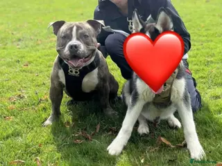 American Bully dogs Diesel 🐶 - Advert 2