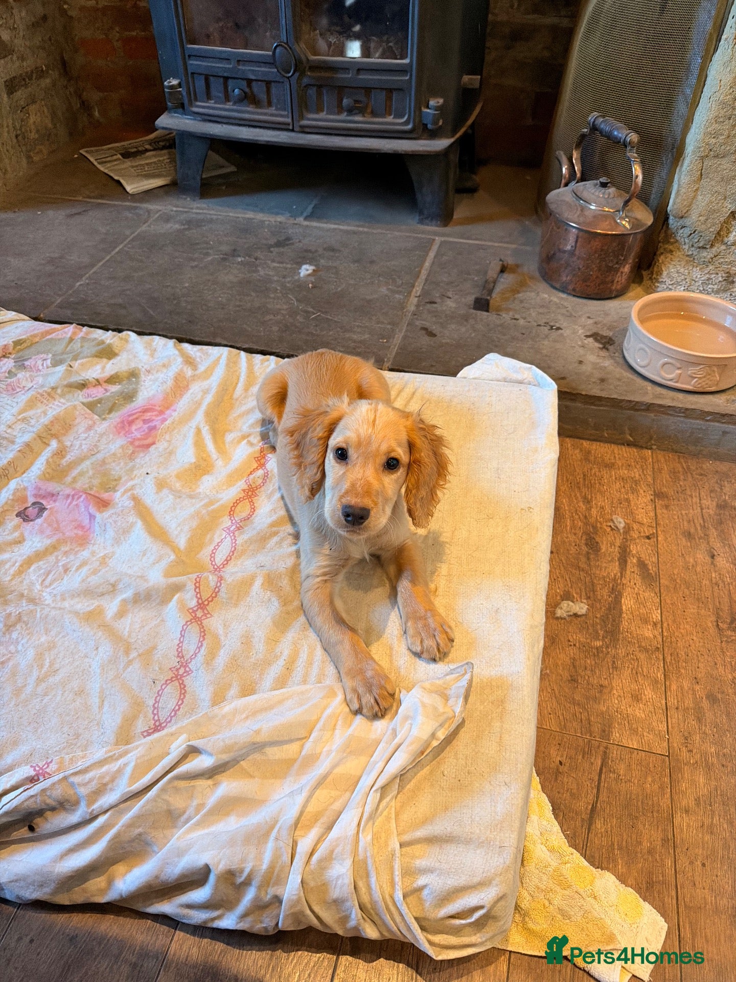 Cocker Spaniel dogs Golden boy for sale - Advert 12