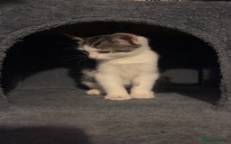 Mixed Breed cats for sale: Kittens for sale  - Image 3