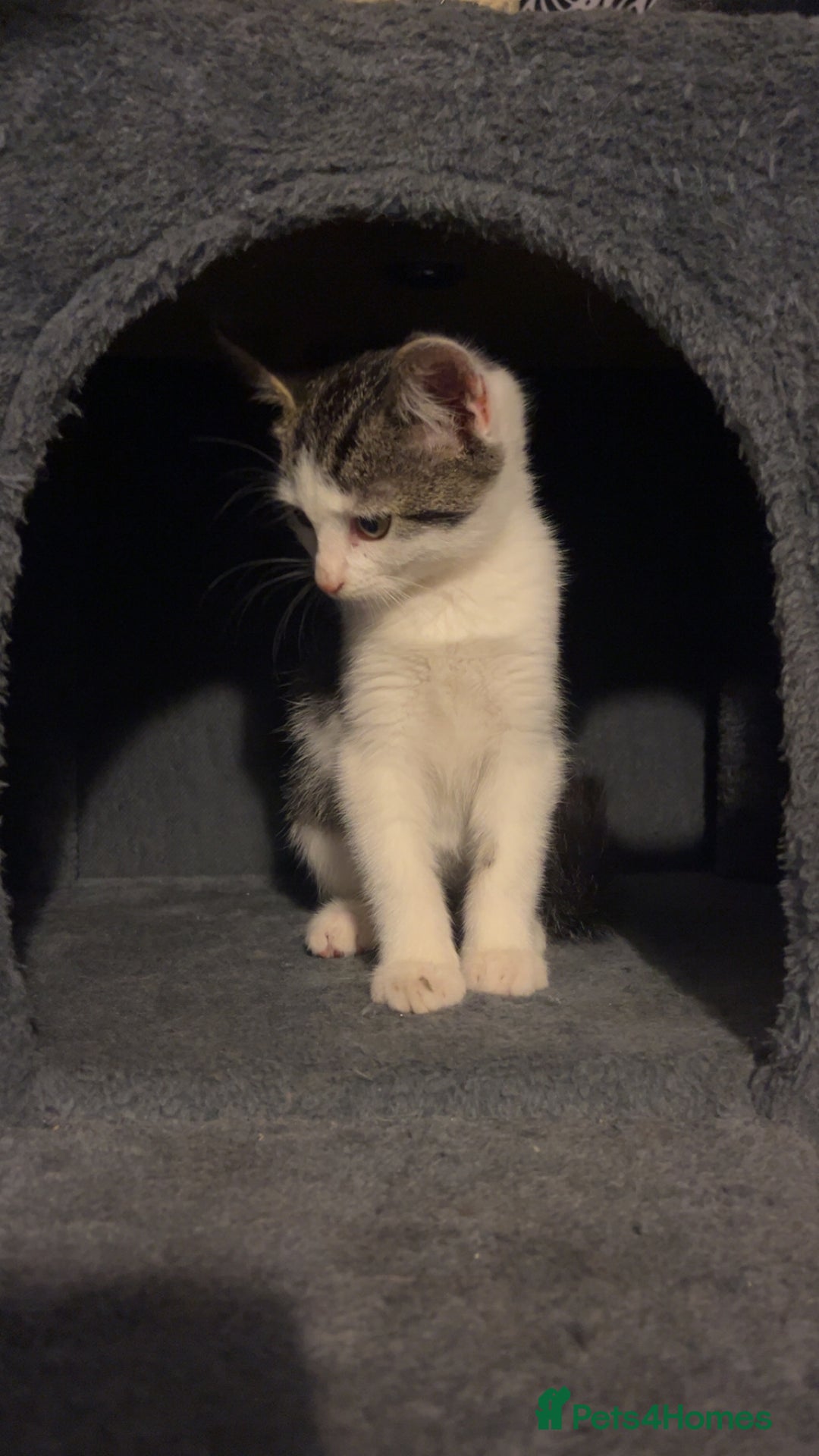 Mixed Breed cats for sale: Kittens for sale  - Image 3