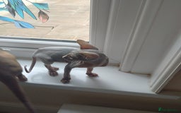Sphynx cats for sale: Beautiful blue tabby girl - Advert 17
