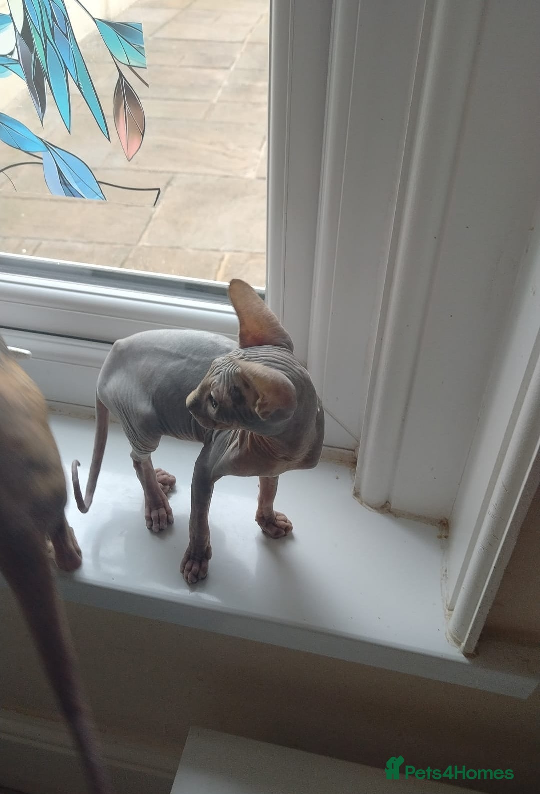 Sphynx cats for sale: Beautiful blue tabby girl - Advert 17