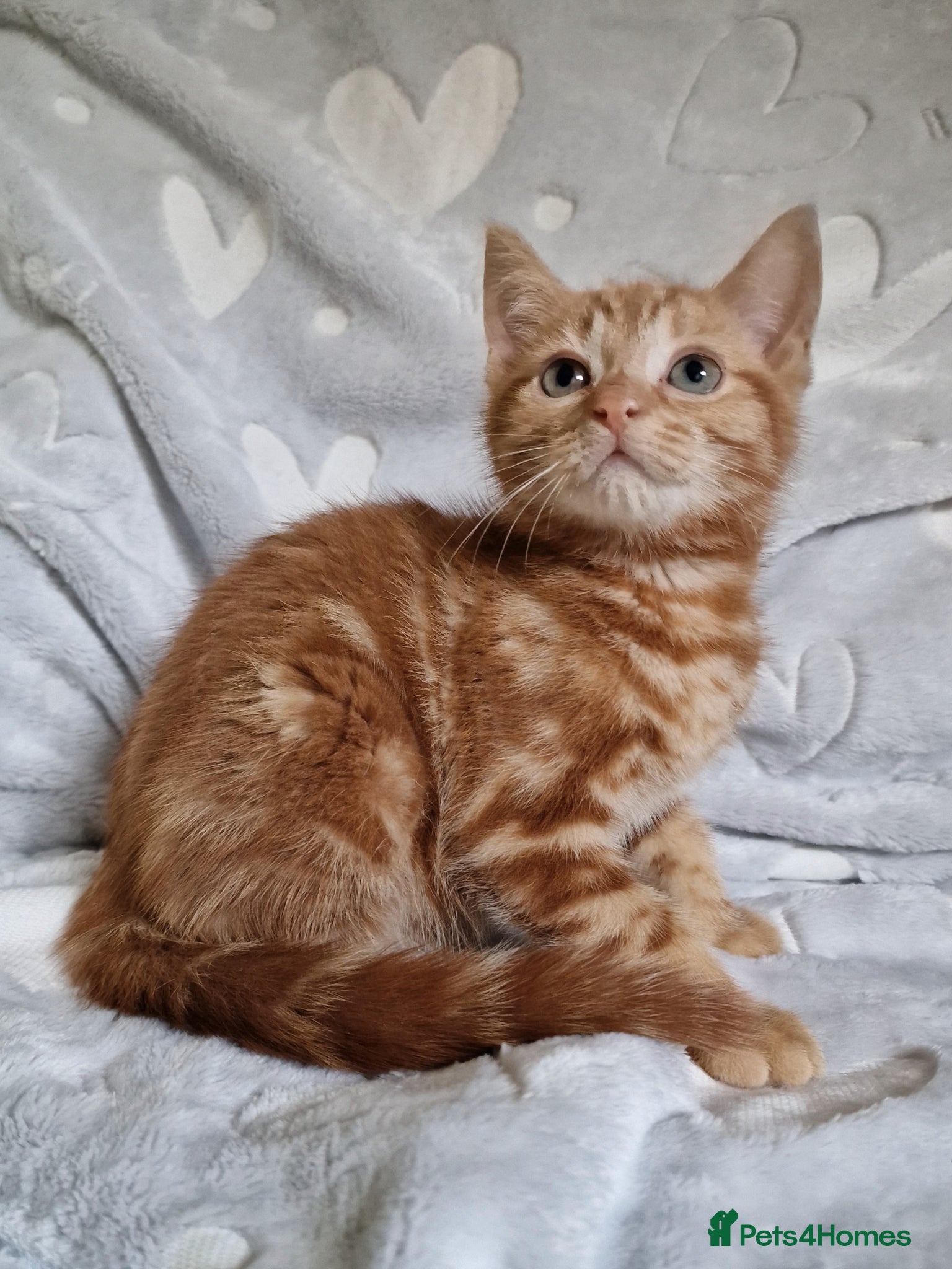 Mixed Breed cats Siberian cross kittens  - Advert 3