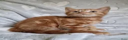 Mixed Breed cats for sale: Cute kittens  - Advert 6