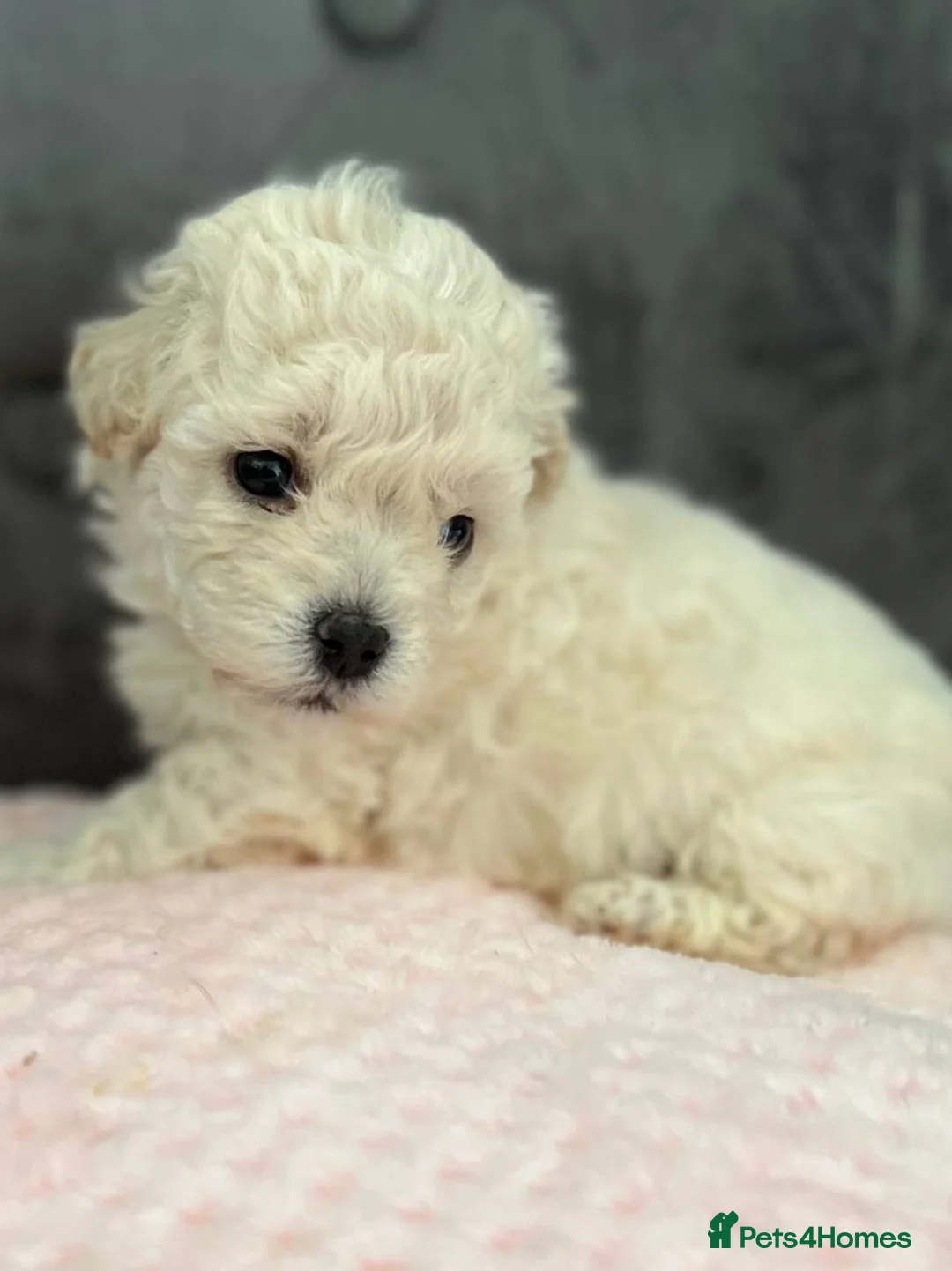 Toy Poodle dogs for stud: 7.5inch Toy HEALTH TESTED ASIAN IMPORT in Guildford - Advert 30