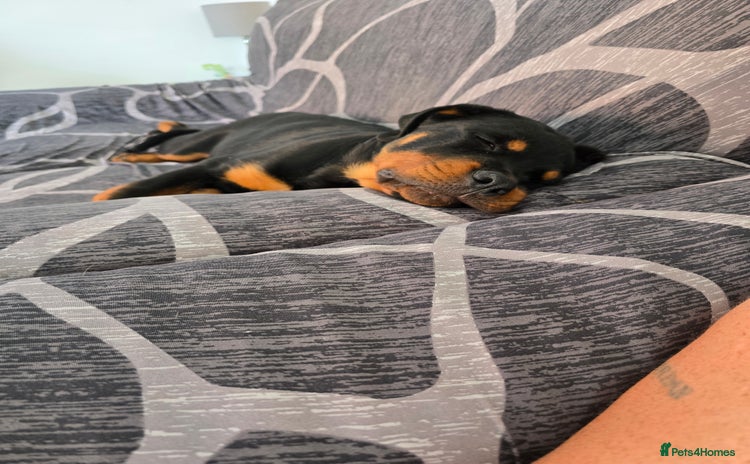 Rottweiler dogs - Advert 6