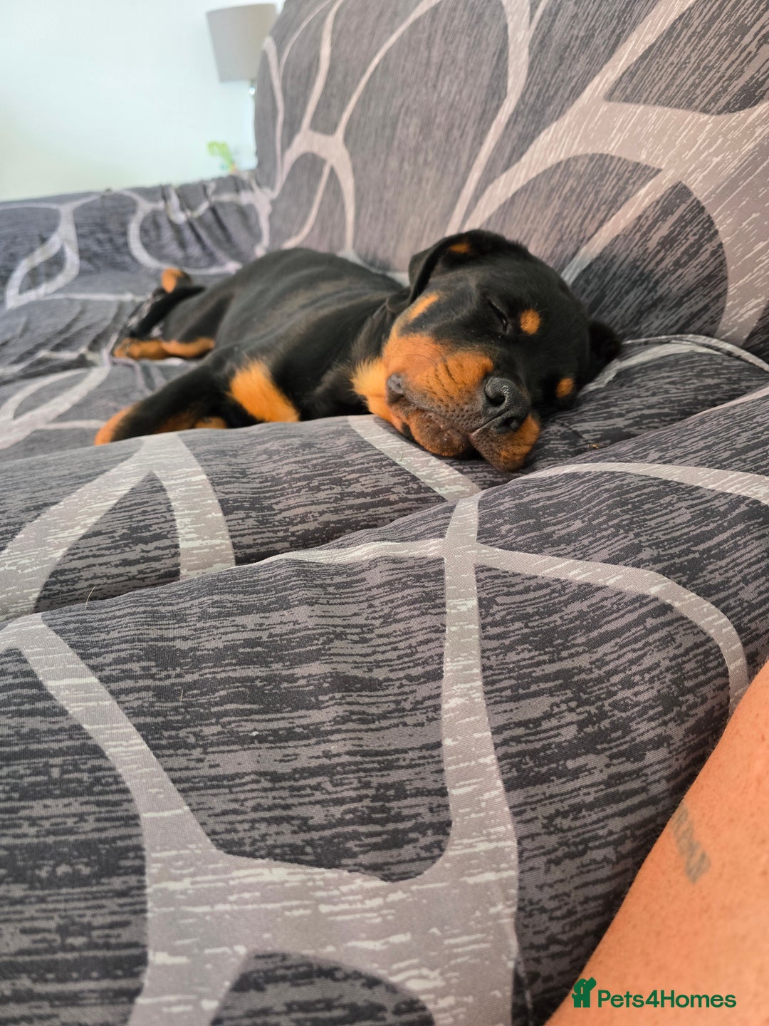 Rottweiler dogs for sale: Male Rottweiler  - Image 1