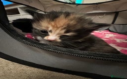 Ragdoll cats for sale: Ragdoll x Russian blue kittens  - Image 7