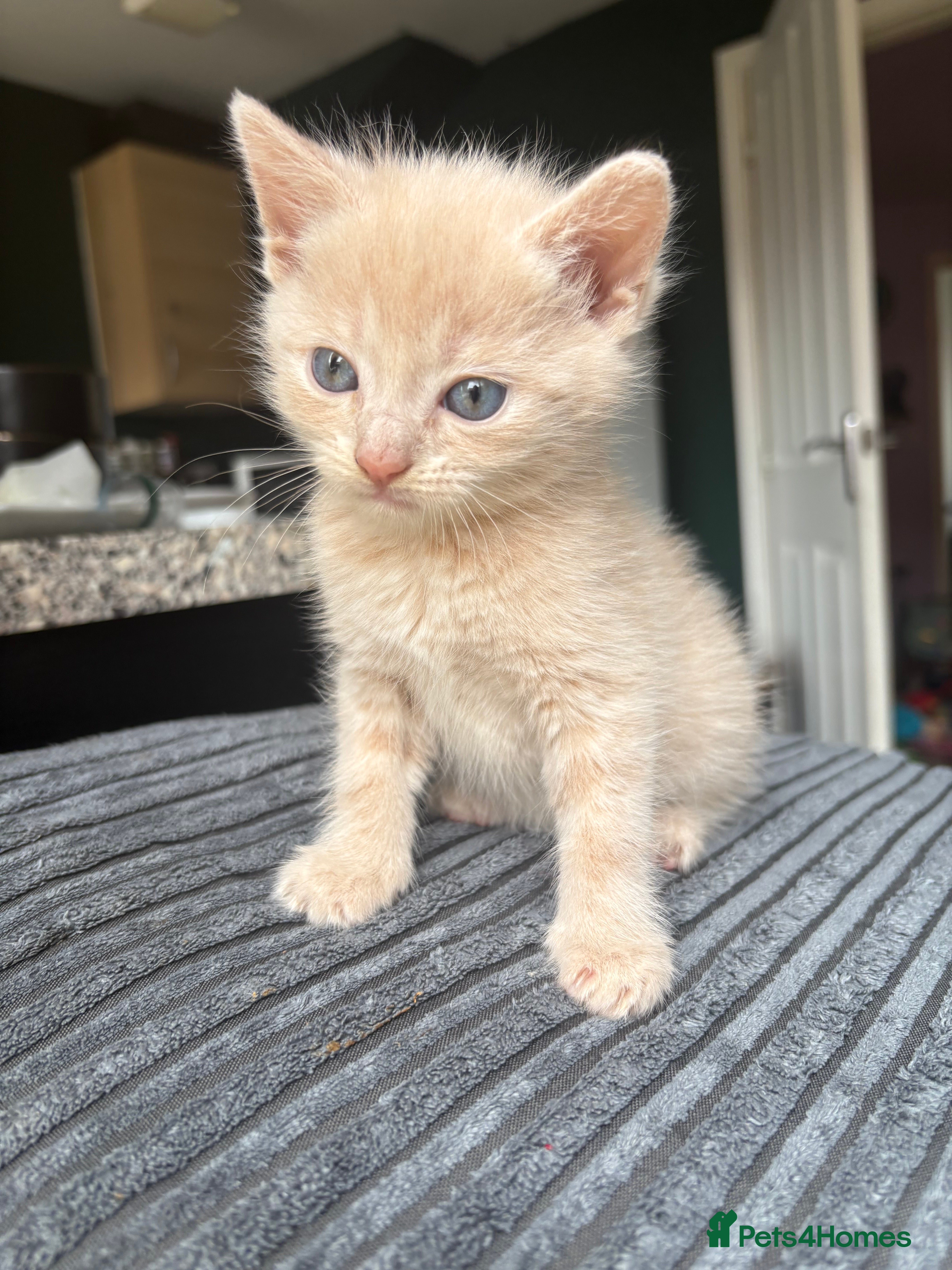 Mixed Breed cats Cream bengal kittens  - Advert 18