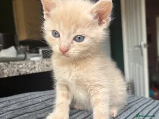 Mixed Breed cats Cream bengal kittens - Advert 18