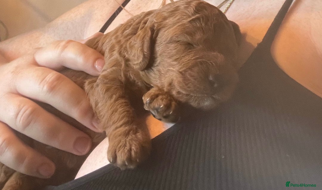 Labradoodle dogs for sale: Miniature Labradoodles  - Image 4