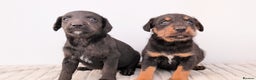 Mixed Breed dogs for sale: 2 Terrier boys - Advert 2