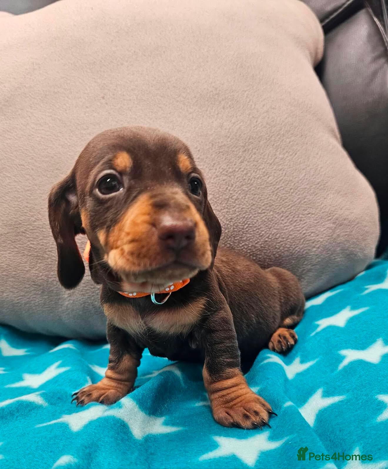 Miniature Dachshund dogs for sale: Beautiful KC Miniature Dachshund Puppies 🐾 - Advert 2