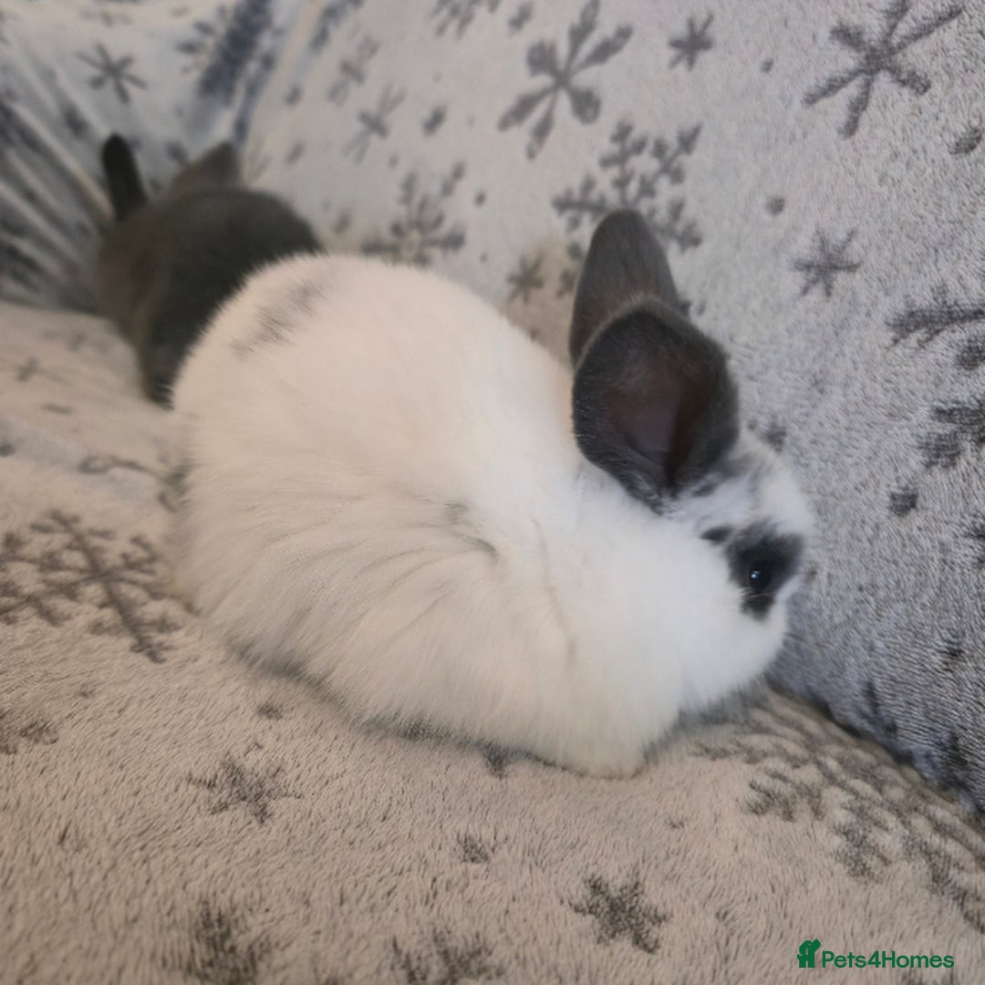 Mini Lop rabbits for sale: Mini Loop Bunnies 9 weeks old. grey and white mix - Image 7