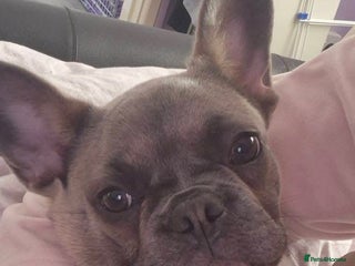 French Bulldog dogs French Bulldog Puppy - Advert 20