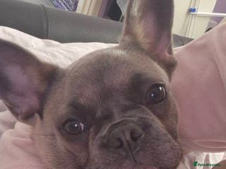 French Bulldog dogs French Bulldog Puppy - Advert 19