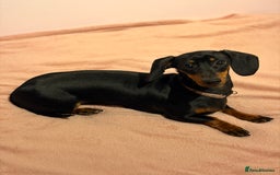Miniature Dachshund dogs for sale: Miniature Dachshund- Female - 10 months old - Advert 4