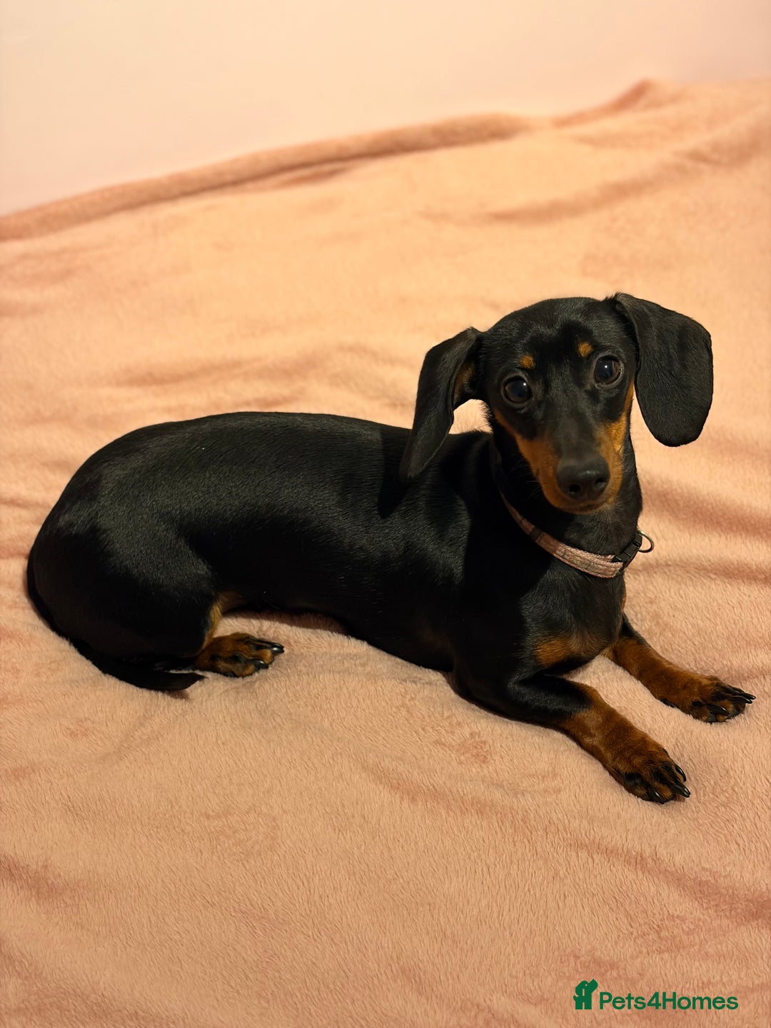 Miniature Dachshund dogs for sale: Miniature Dachshund- Female - 10 months old - Advert 4