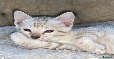 Bengal cats - Advert 9