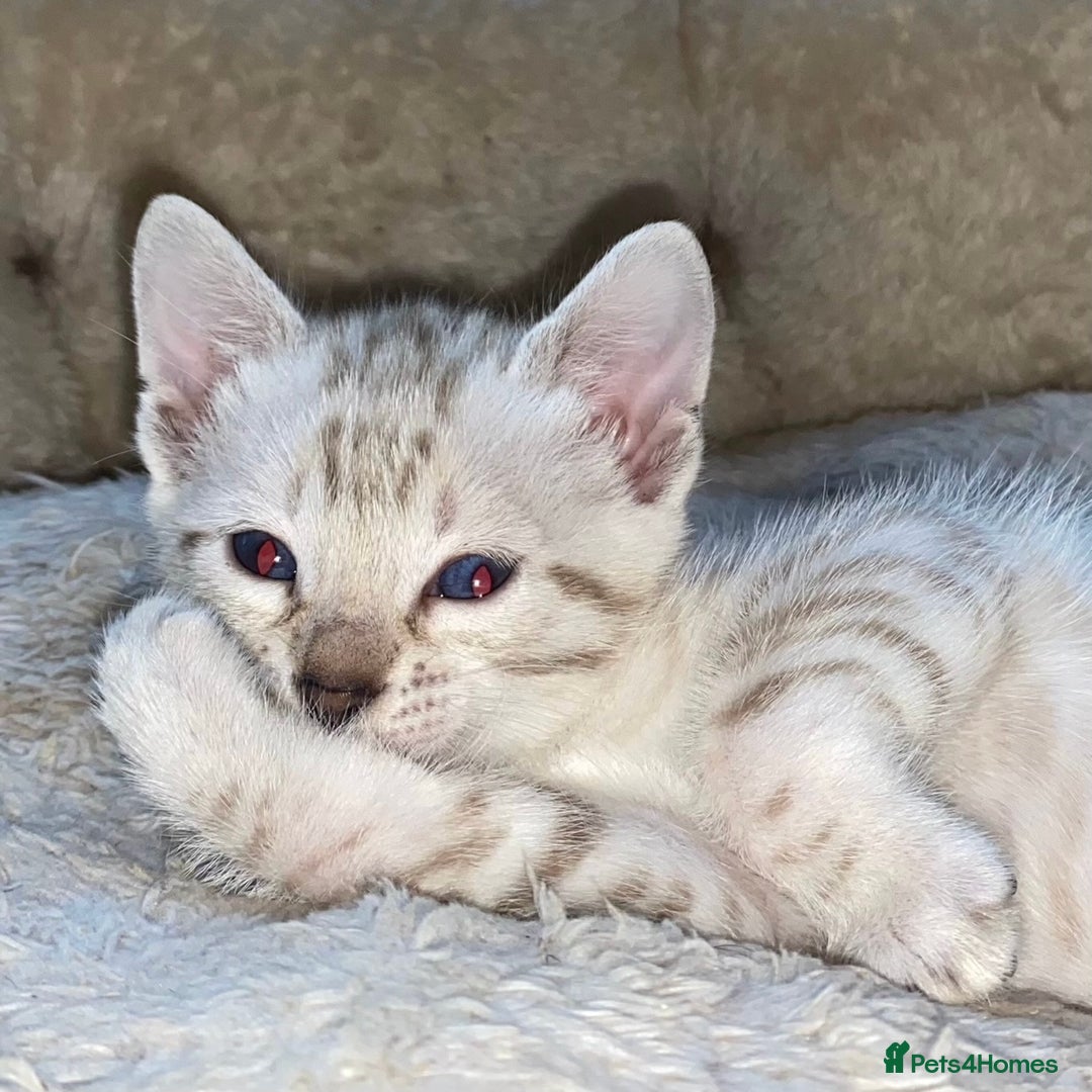 Bengal cats for sale: 5 Bengal Kittens (snow, brown, black) - Image 3