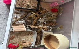 Hamster rodents for sale: Male Roborovski & BUCATSTATE Enclosure - Image 3