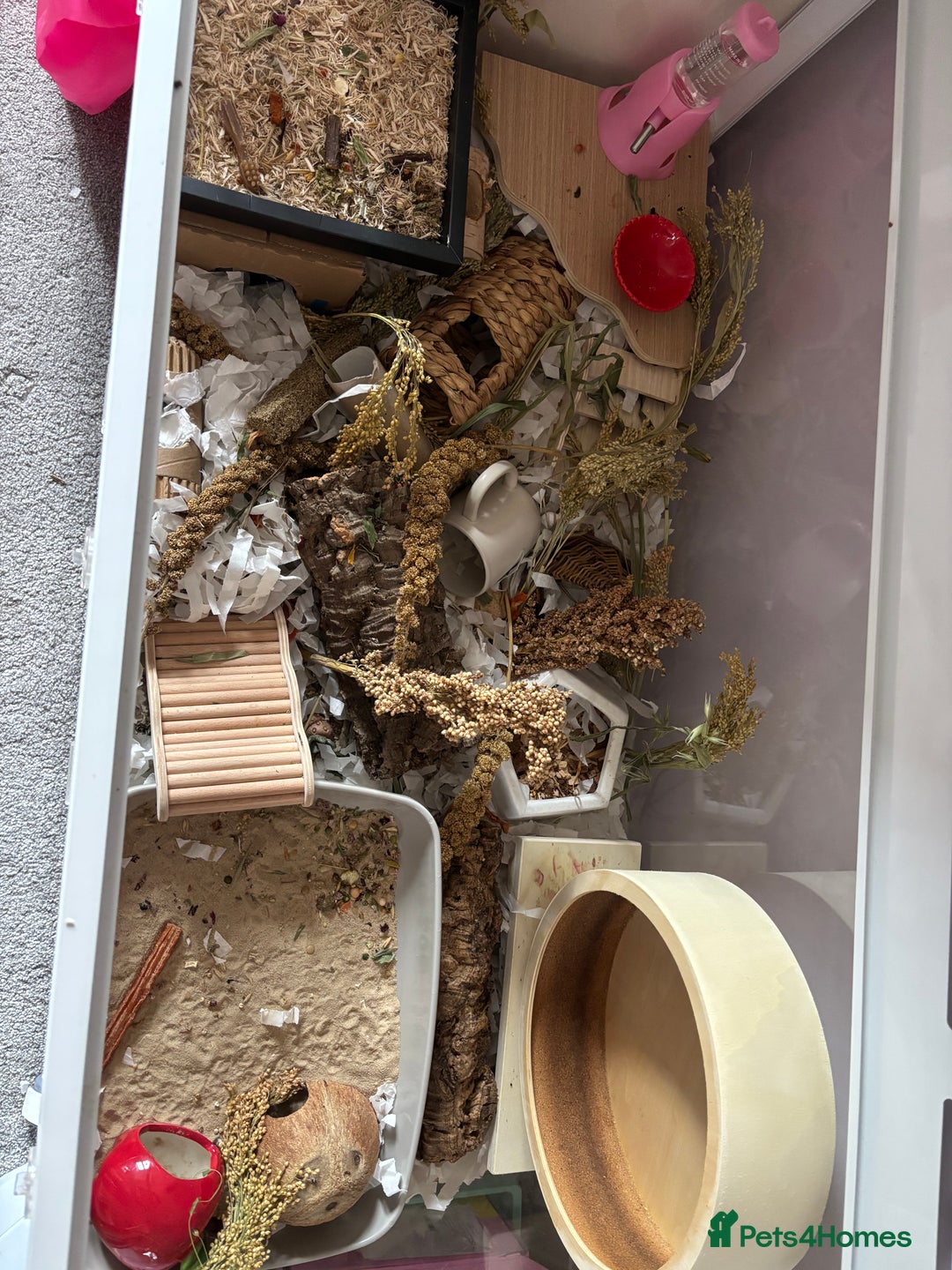 Hamster rodents for sale: Male Roborovski & BUCATSTATE Enclosure - Image 3