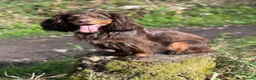 Cocker Spaniel dogs for sale: Liver (Chocolate) Working Cocker Spaniel Puppies  in Stourbridge - Advert 10
