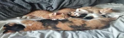 Mixed Breed cats for sale: Litter of 4 kittens  - Advert 5