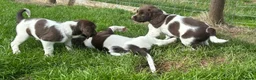 English Springer Spaniel dogs for sale: KC Registered English Springer Spaniels in Brecon - Advert 3