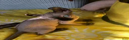 Sphynx cats for sale: Sphynx kittens - Advert 10