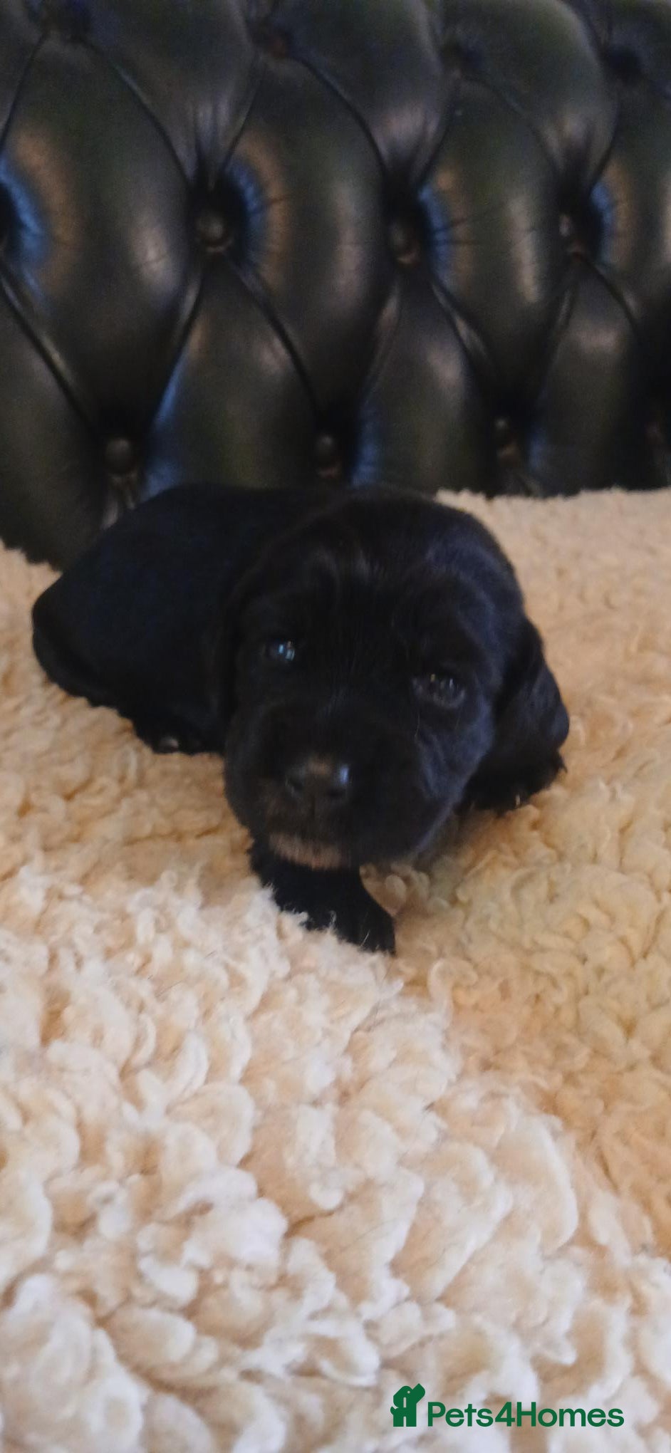 Cocker Spaniel dogs Kc Reg health tested working cocker spaniels  - Advert 2