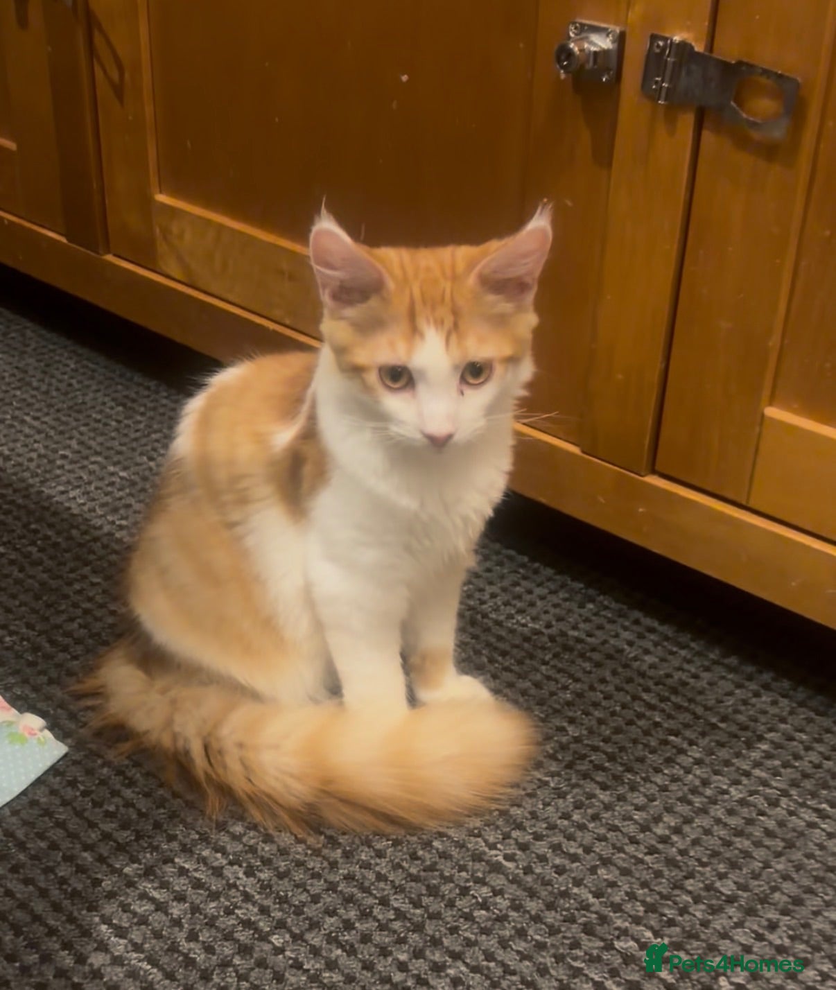 Mixed Breed cats 3 kitten rehoming - Advert 18