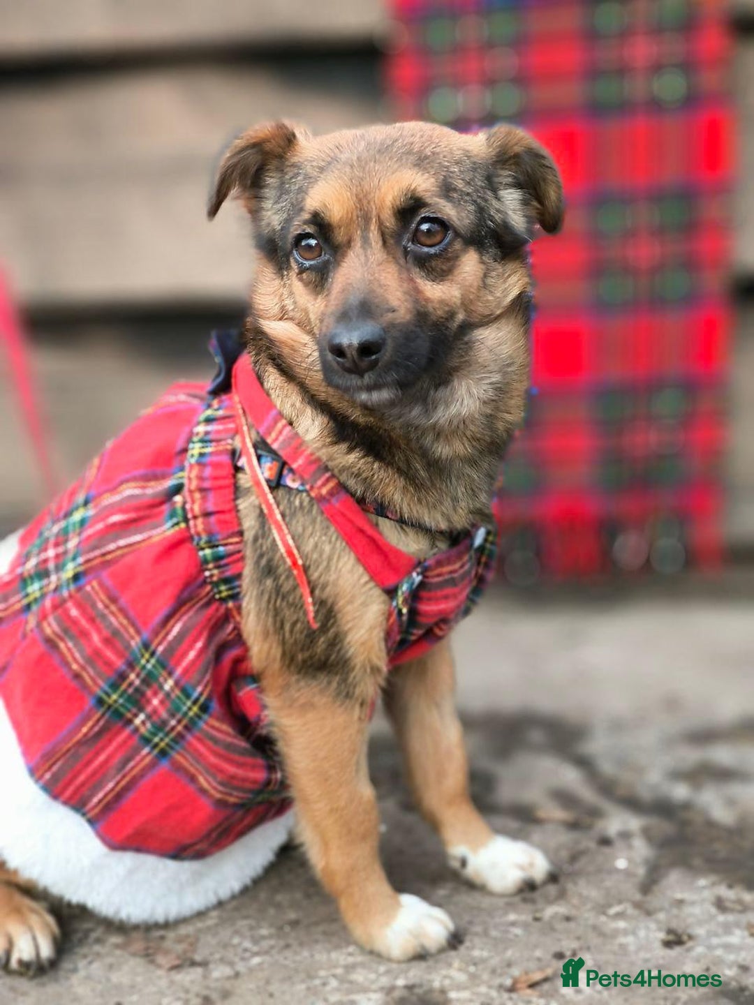 Mixed Breed dogs for adoption: 💖🐶 CHILLY 🐶💖 - Advert 4