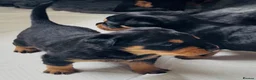 Rottweiler dogs for sale: 2 Gorgeous full pedigree Rottweiler puppies left  - Advert 9