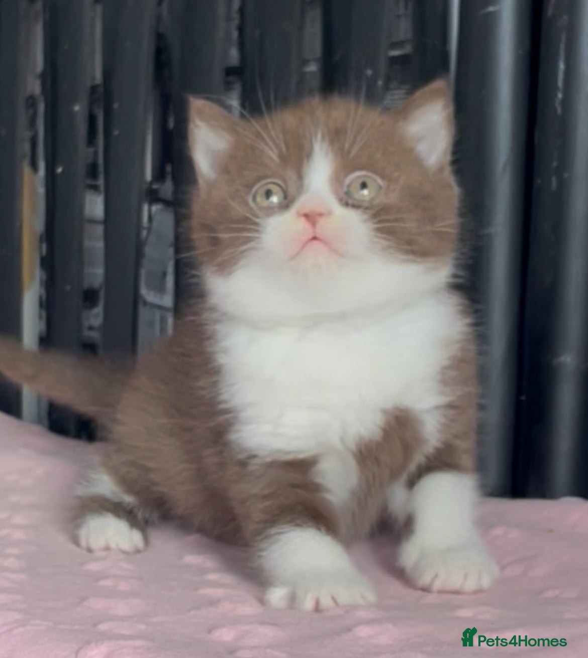 British Shorthair cats for sale: Beautiful BSH Champion line Kittens  - Advert 26