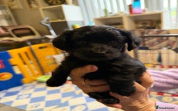 Yorkiepoo dogs for sale: Yorkiepoo puppies for sale. - Image 6