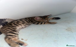 Manx cats for sale: Beautiful Banx Kittens  - Image 6