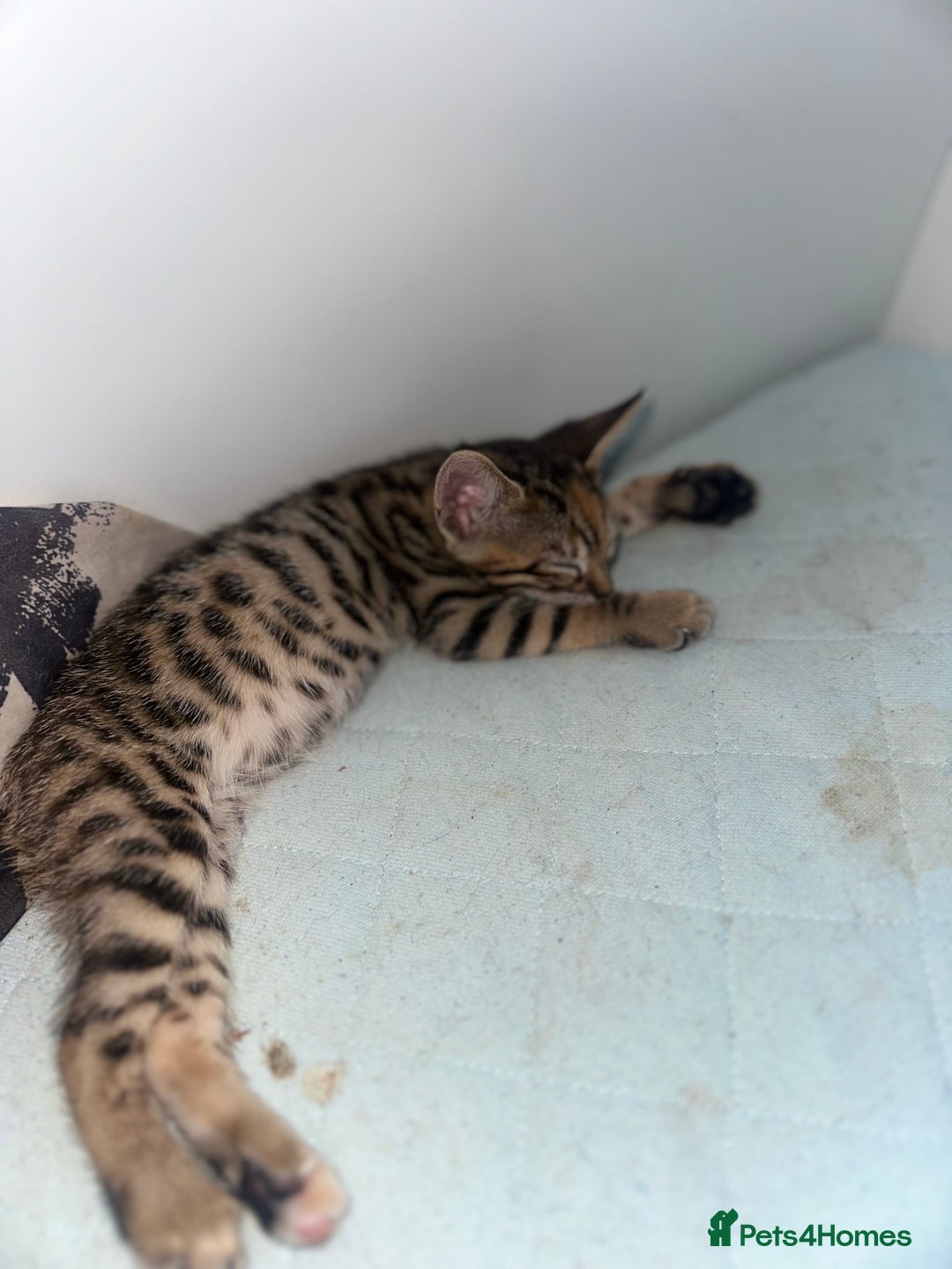Manx cats for sale: Beautiful Banx Kittens  - Image 6