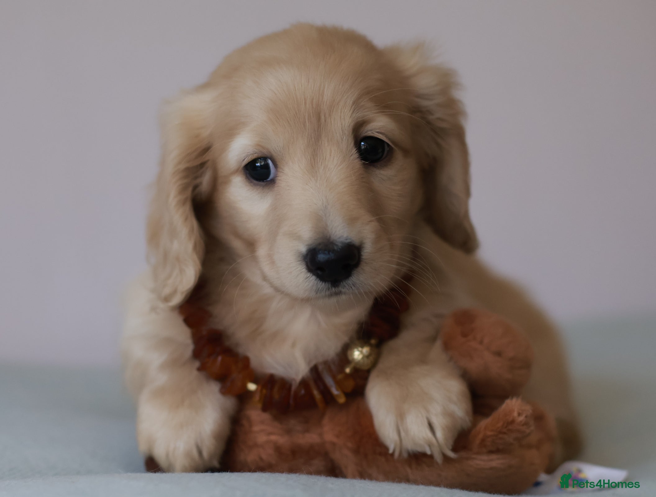 Miniature Dachshund dogs 5*Licensed+Cream+Long Hair+KC+VetChecked+PRAClear - Advert 2