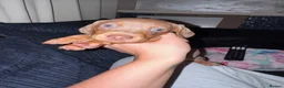 Dachshund dogs for sale: Dapple tan  - Advert 2