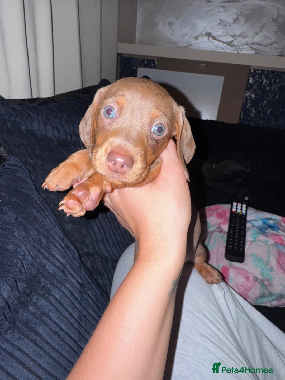 Dachshund dogs for sale: Dapple tan  - Advert 2