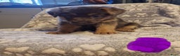 German Shepherd dogs for sale: 5 weeks German shepherd puppies  - Advert 9